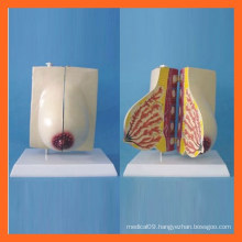 Female Lactating Breast Anatomical Model, Female Reproductive Breast Models